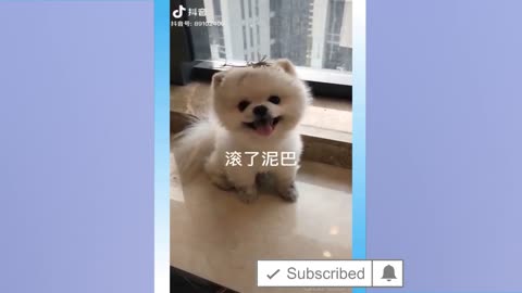 Cute Cats and Funny Dogs , The Best 2021