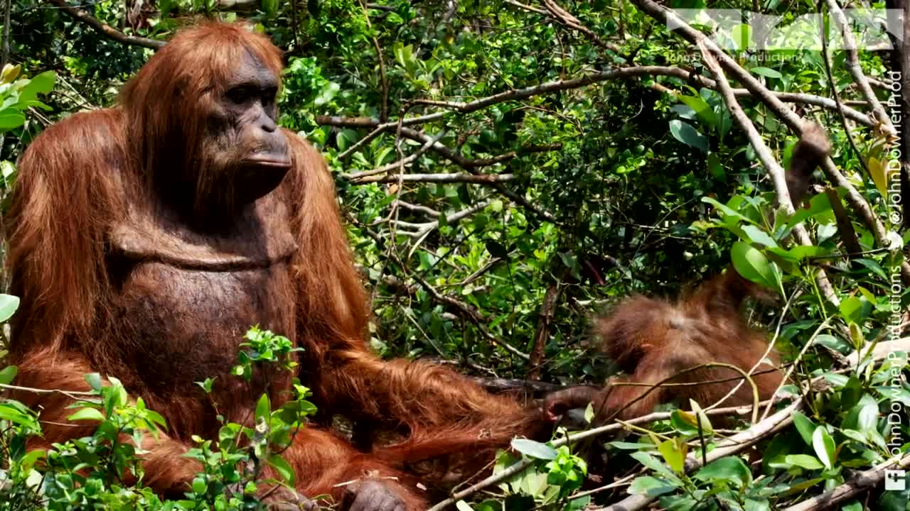 Robotic Spy Orangutan Meets Real Orangutans For The First Time