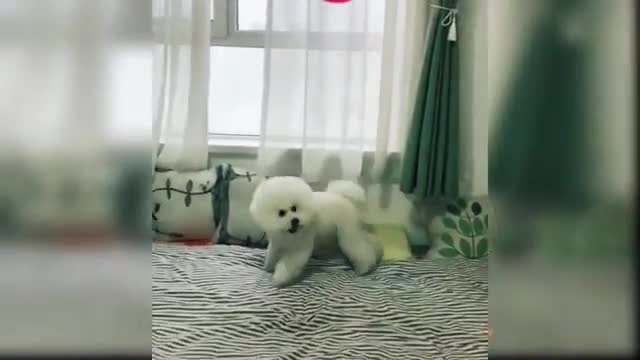 Baby dog playing with girl