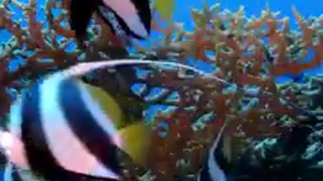 Beautiful colorful sea fish