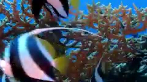 Beautiful colorful sea fish