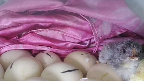 A video showing the egg hatching to the chickens