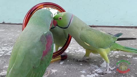 Funny yellow ring parrot 🦜 reaction playing with toy/funny moments with toy/cute animals