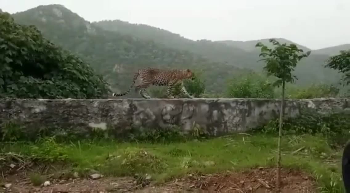 Man-eating leopard