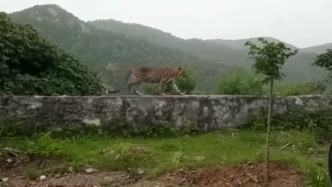 Man-eating leopard