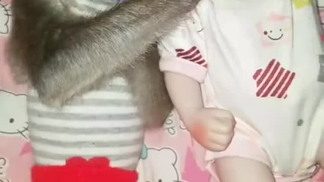 Monkey funny video | baby monkey video | baby vs monkey | #shorts #short