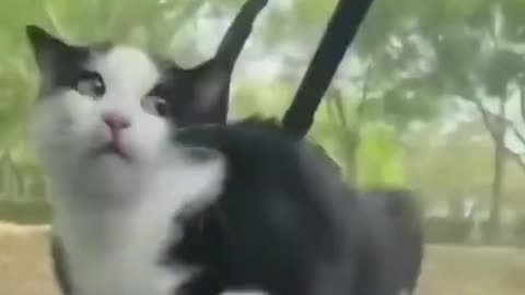 Funny Animal Videos