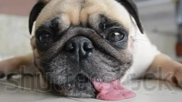 pug dog funy