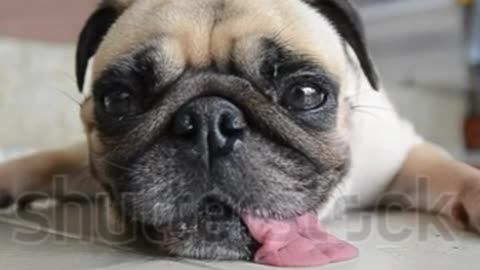 pug dog funy