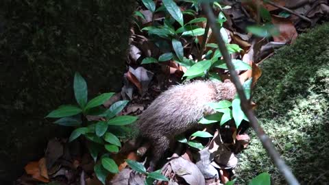 Tenrec, Black River region, Mauritius