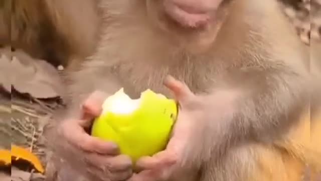 How cute the monkey is eating