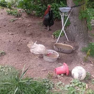 Sapphire tricked a girl for a date ;-)