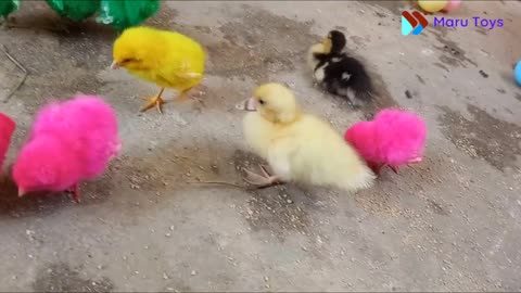 Cute animal Funny