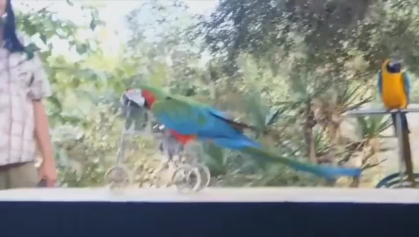 FUNNY PARROTS -- Funny BIRDS Compilation Videos