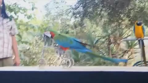 FUNNY PARROTS -- Funny BIRDS Compilation Videos