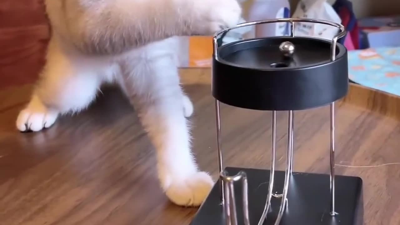 Cute cat playing with toy