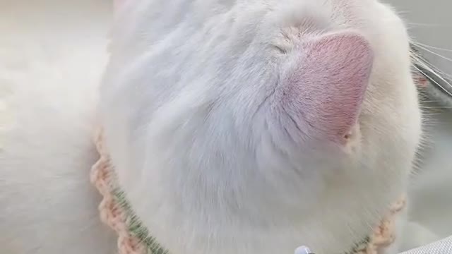 The cat is always chasing its tail, just like the dust falling in the past