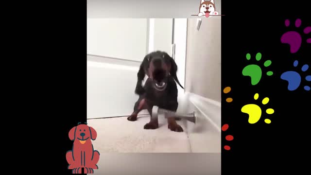 cute dog playing 😂😂