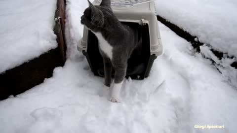 Kitten saw snow for the first time! [a little scared]