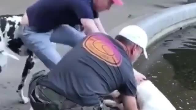 Big Great Dane need help to get outside from pool