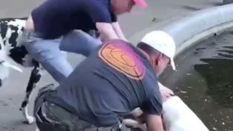 Big Great Dane need help to get outside from pool