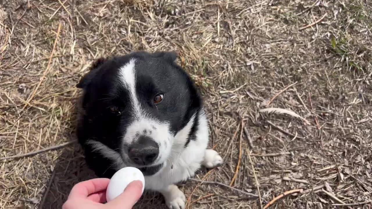 A Day On The Homestead