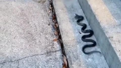 The cat is afraid of the snake