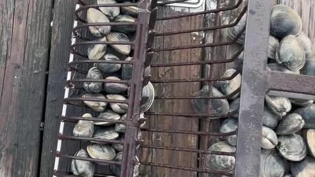 Clamming off the dock