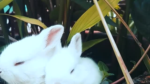 3 cute rabbit