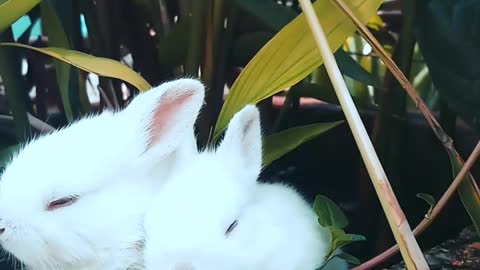 3 cute rabbit