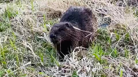 Wow wild beaver eats