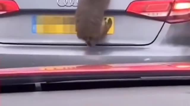 FUNNY ANIMAL #shorts #funny #fun #funnyvideo #tiktok #tiktokvideo