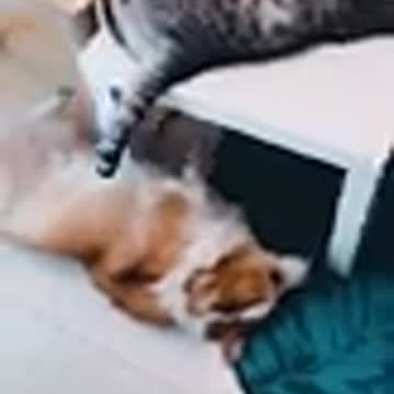 Cats are so funny PART 236 FUNNY CAT VIDEOS