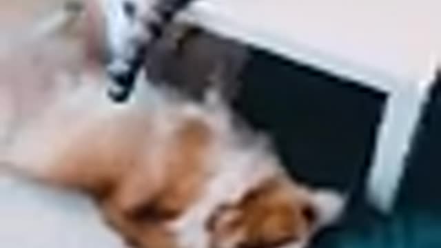 Cats are so funny PART 236 FUNNY CAT VIDEOS