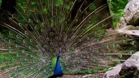 Beautiful Peacock