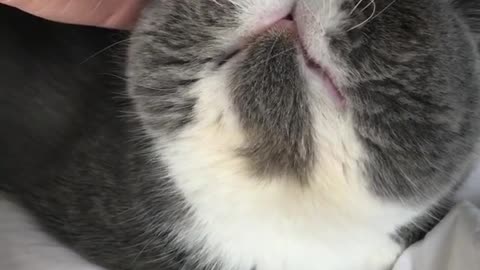 Nico enjoys being pet on his forehead