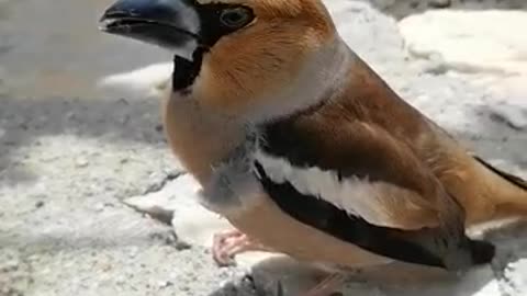 Injured Bird