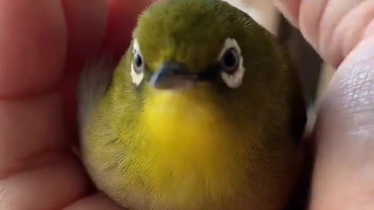 Look at this cute little bird...