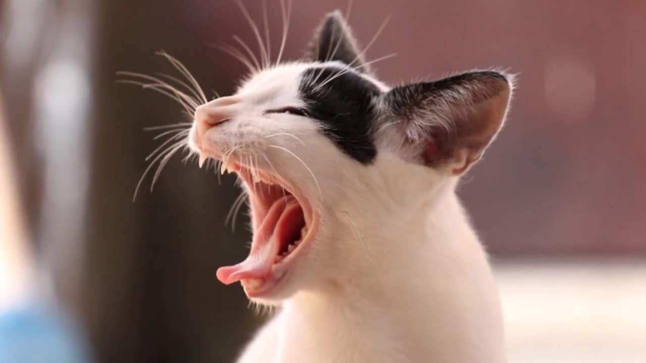 10 CATS MEOWING | Make your Cat or Dog Go Crazy! HD Sound Effect