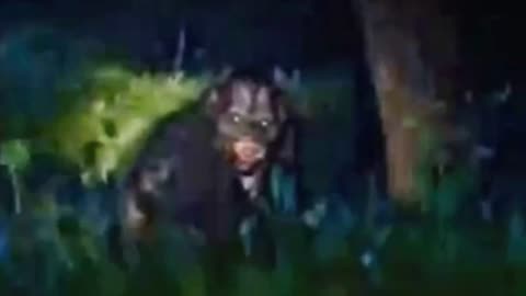 The Clearest Bigfoot Photographs That You Have Never Seen Before‼️