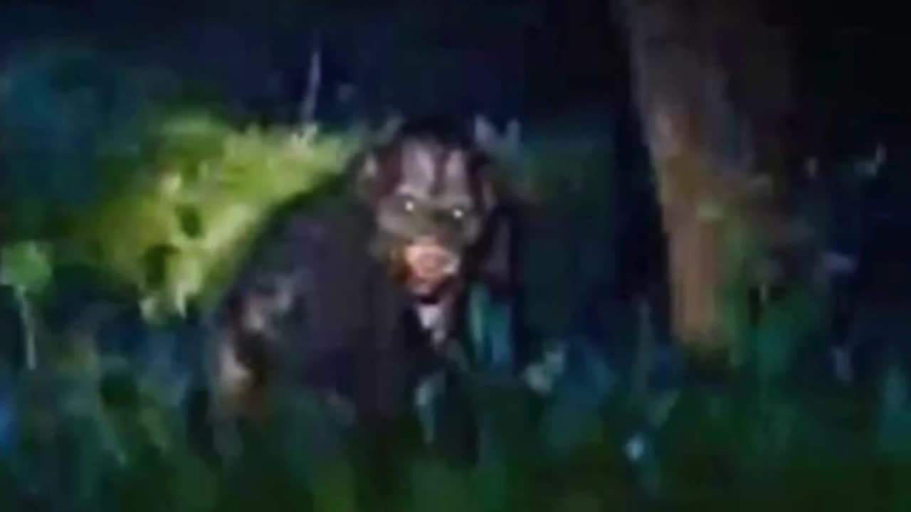 The Clearest Bigfoot Photographs That You Have Never Seen Before‼️