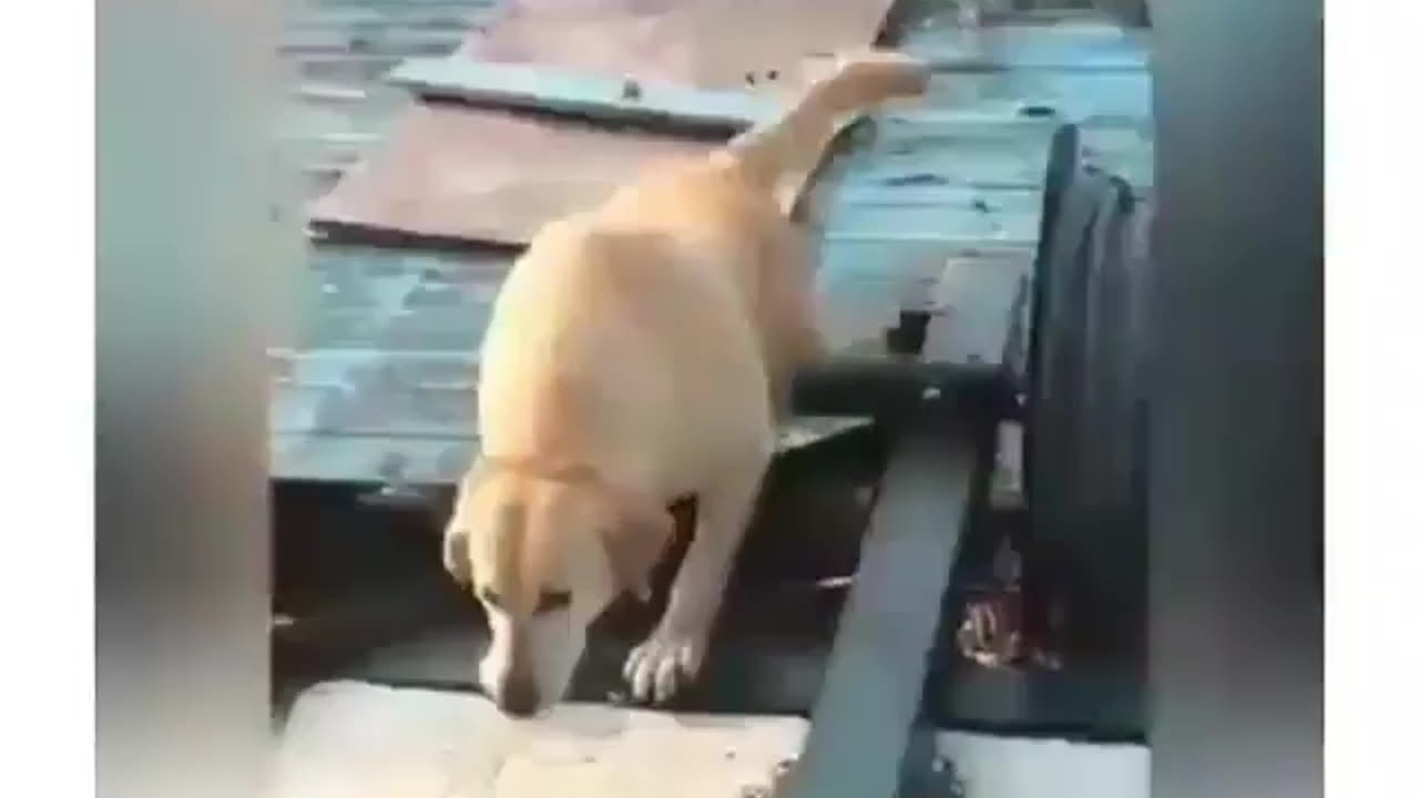 Funny Dogs Act..