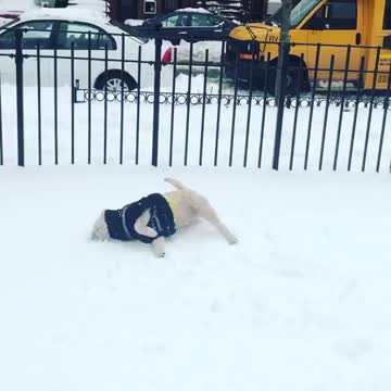 Excited puppy loves to roll around in the snow