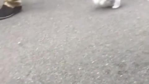 Super cute puppy Just run and have fun with it