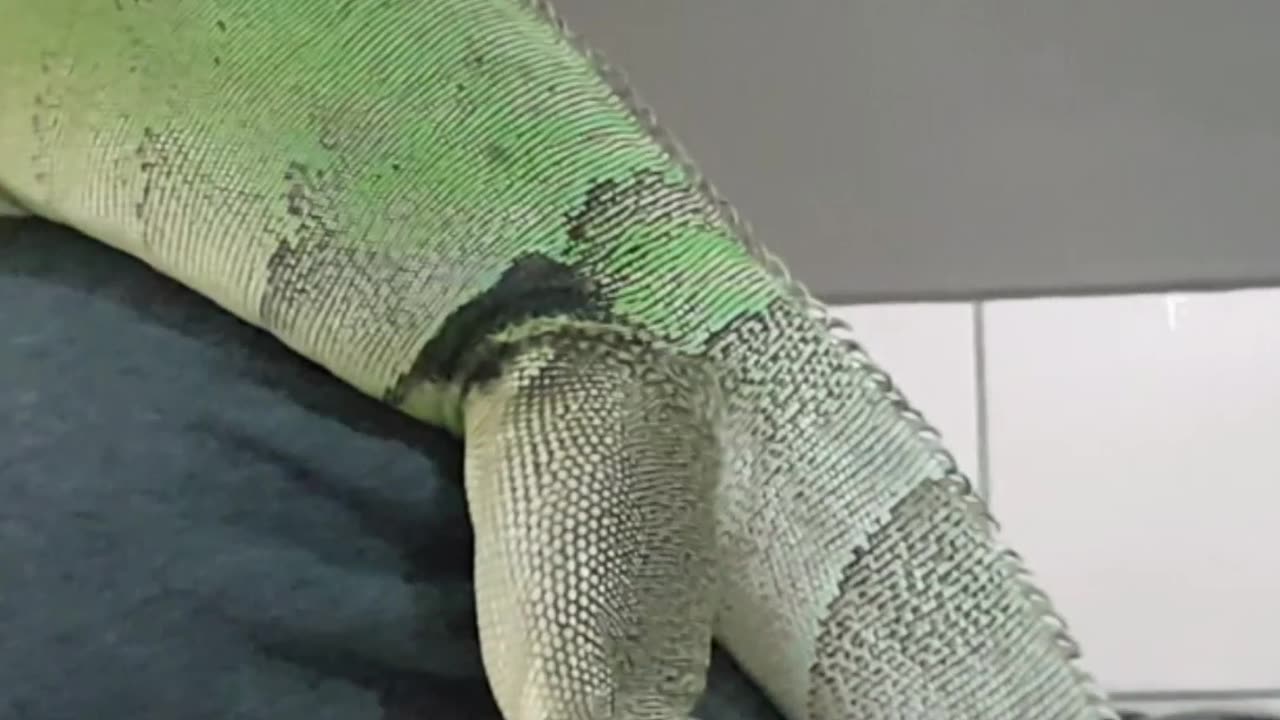 Daily Life With A Green Iguana!