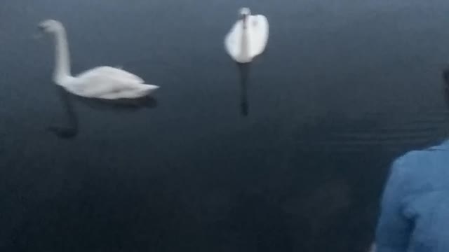 Feeding swans with a girlfriend