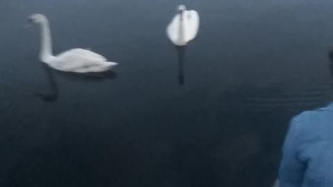 Feeding swans with a girlfriend