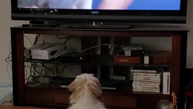 Lhasa Apso Watching TV