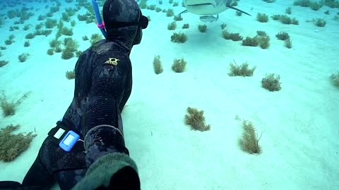 A huge shark crouches in front of the caresses of a diver