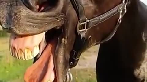 Funny horses/viral video🐴😁😆